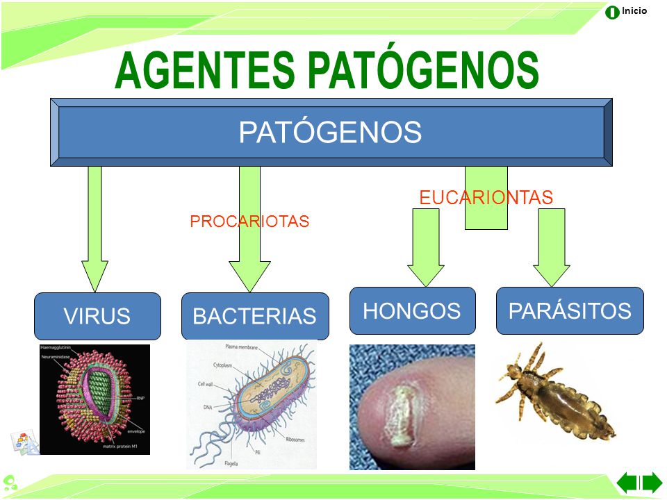 diferencias entre virus bacterias hongos y parasitos pdf diferencias entre virus bacterias hongos y parasitos pdf